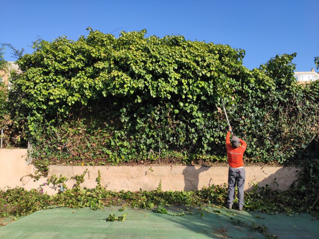 servicios jardineria mallorca