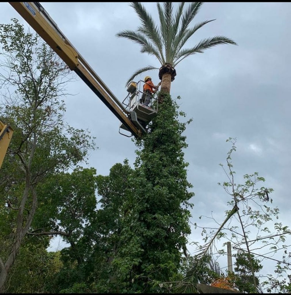 especialistas en poda de palmeras en mallorca