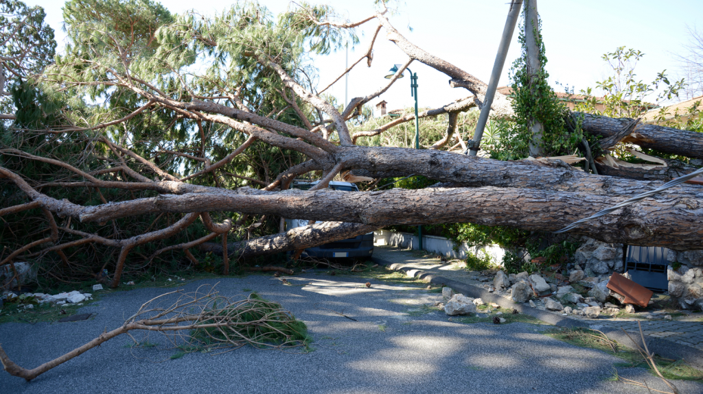 Viento en Mallorca. Vendabal caida de arboles