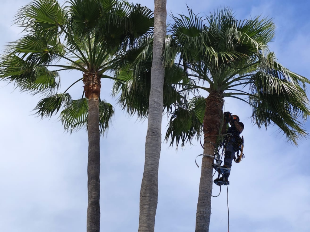 Poda de mantenimiento en otoño: Cómo preparar árboles, setos y palmeras para las lluvias y vientos en Mallorca