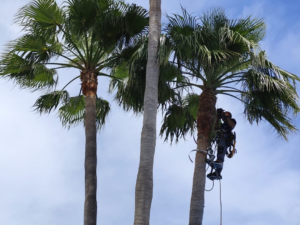 Poda de mantenimiento en otoño: Cómo preparar árboles, setos y palmeras para las lluvias y vientos en Mallorca